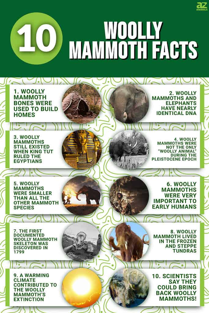 10 Woolly Mammoth Facts