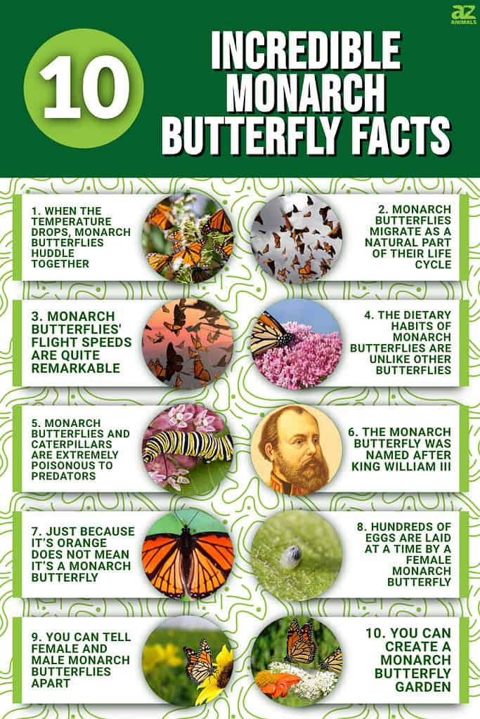 Monarch Butterfly Fact Sheet, Blog, Nature