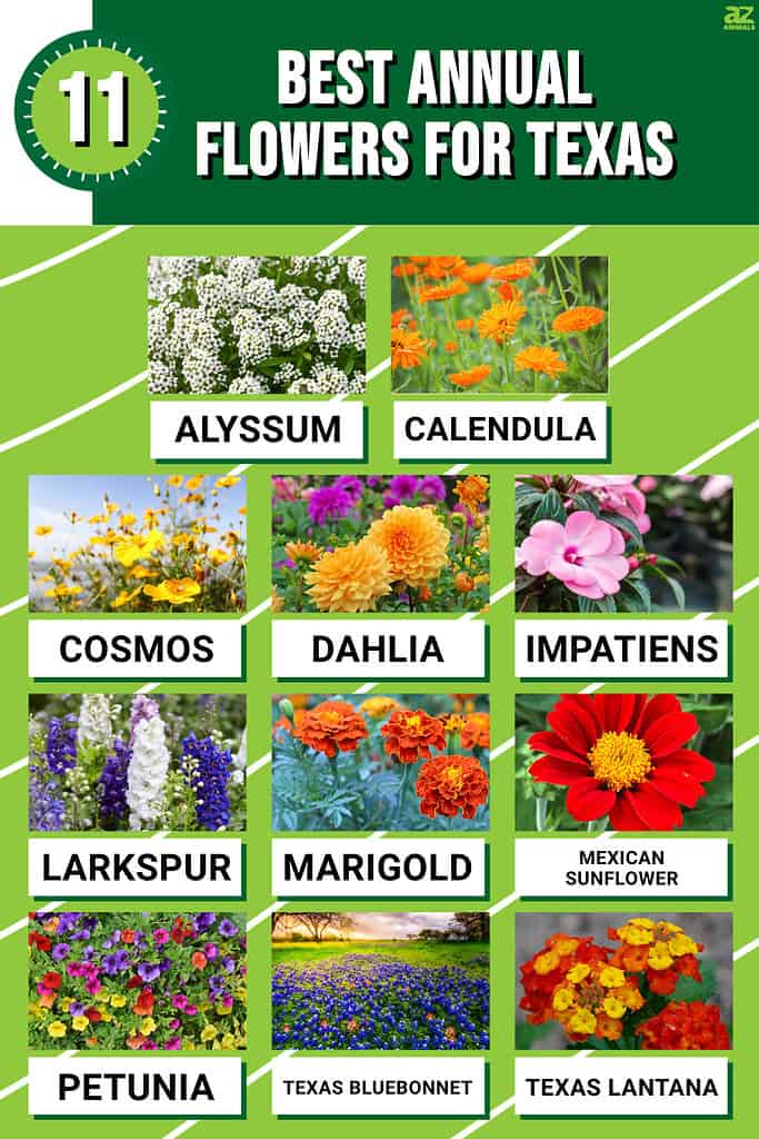 Infographic for the 11 Best Annual Flowers for Texas
