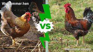 Welsummer Hen vs. Rooster: What Are The Differences? Picture