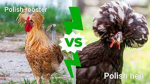 Polish Hen vs. Rooster: What Are The Differences? Picture
