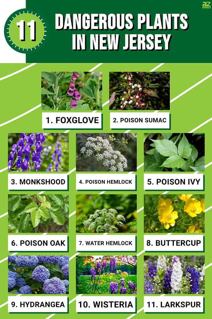 Infographic of 11 Dangerous Plants in New Jersey