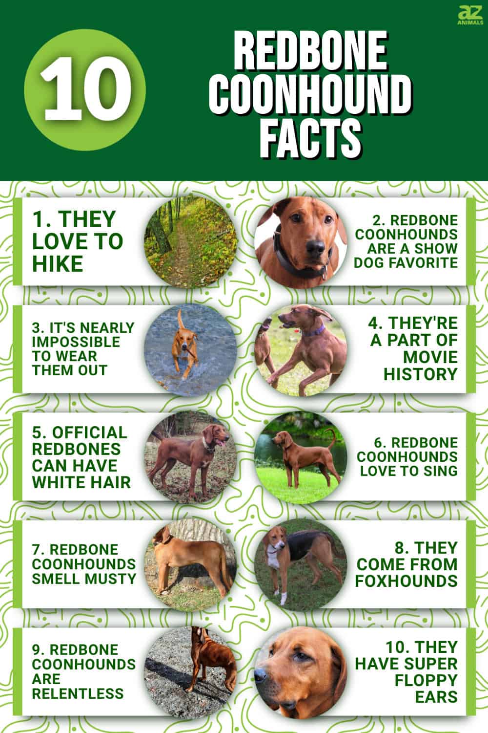 10 Interesting Facts About Redbone Coonhounds - A-Z Animals