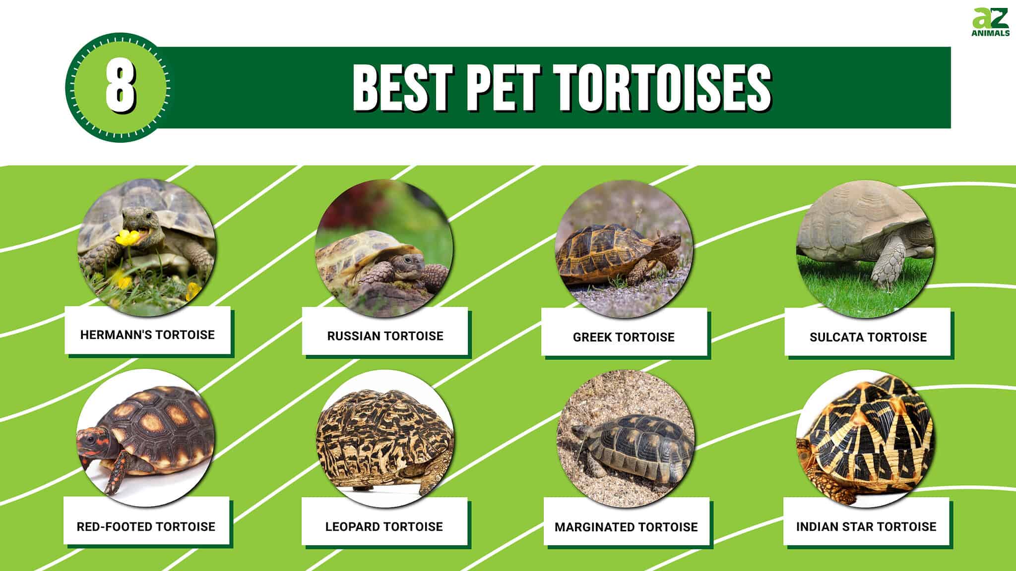 The 8 Best Tortoise Breeds to Keep as Pets in 2024 - A-Z Animals