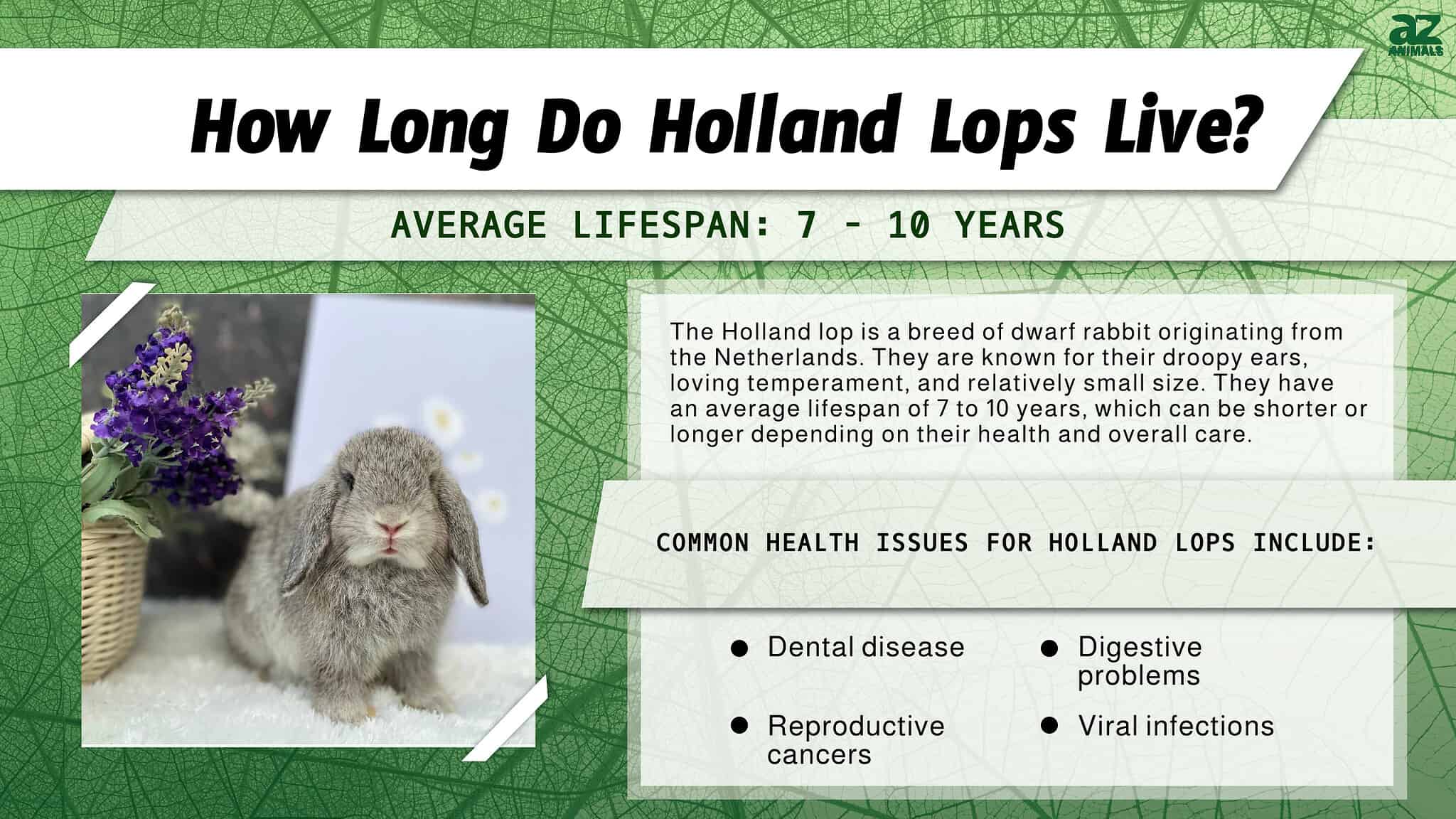 Holland Lop Lifespan How Long Do These Rabbits Live? AZ Animals