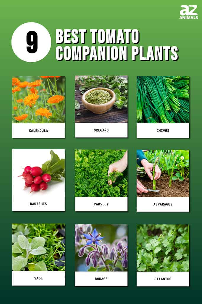 Infographic for the 9 Best Tomato Companion Plants