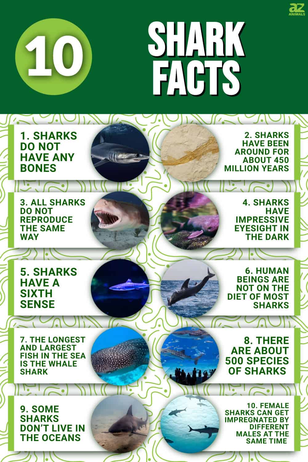 10 Interesting Facts About Sharks - A-Z Animals