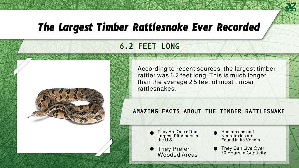 The Largest Timber Rattlesnake Ever Recorded