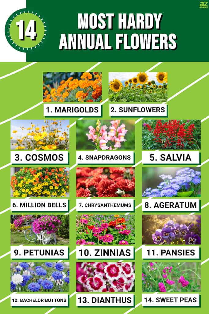 Infographic of 14 Most Hardy Annual Flowers