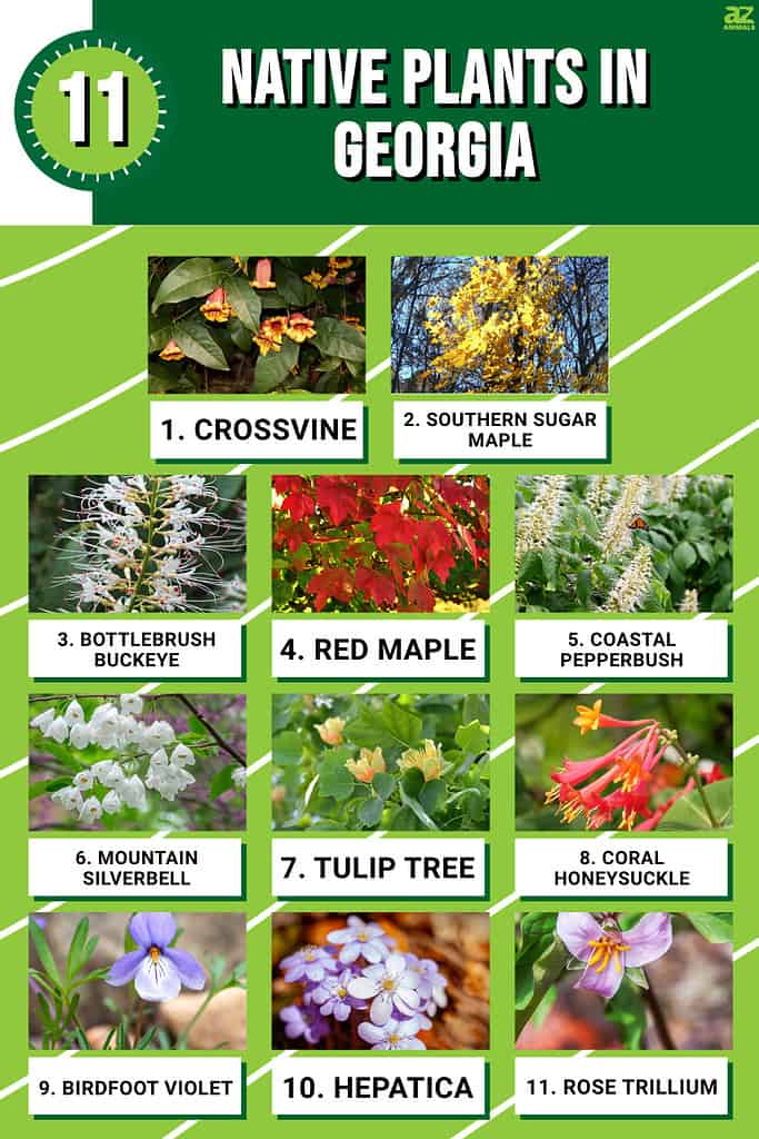 Infographic of 11 Native Plants in Georgia