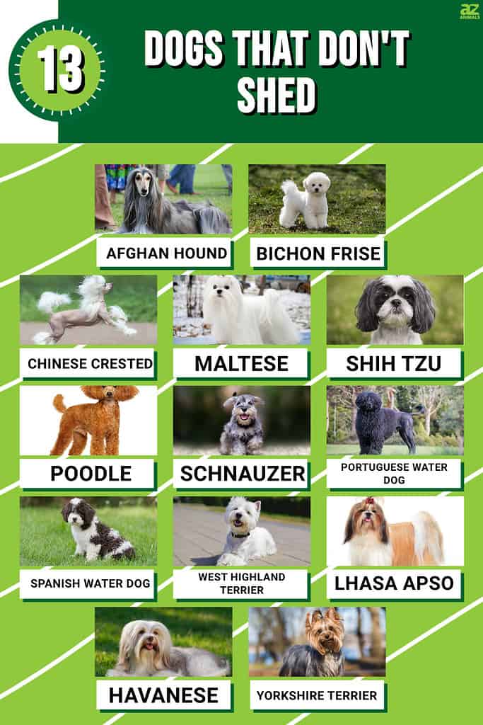 Infographic for 13 Dogs That Don't Shed