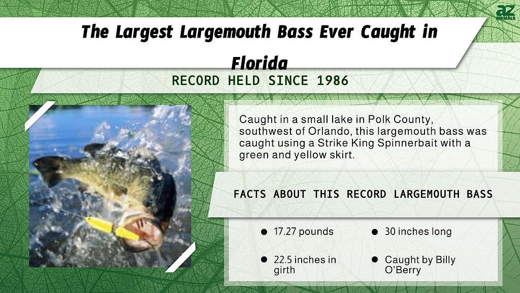 Infographic for the Largest Largemouth Bass Ever Caught in Florida.