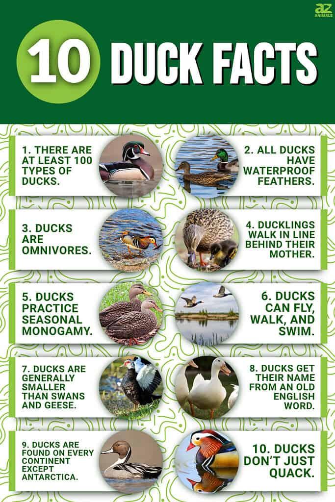 Infographic of 10 Duck Facts 