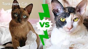 Tonkinese vs. Cornish Rex Cat: Key Differences Explained Picture