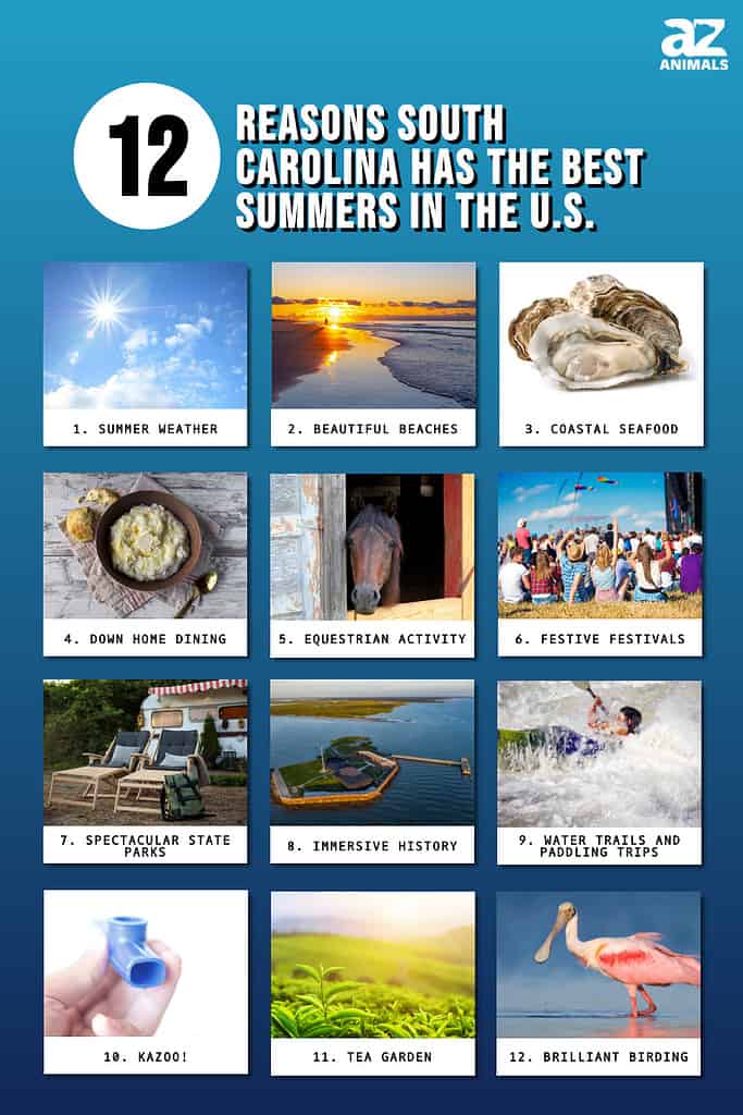 Infographic of 12 Reasons South Carolina Has the Best Summers in the U.S.