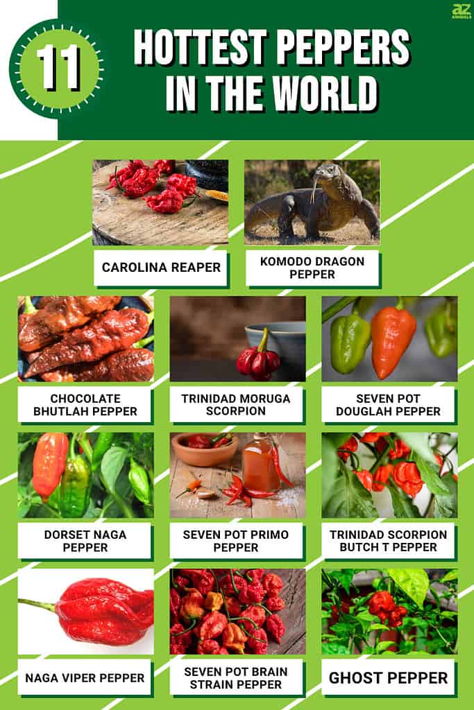 Discover The 11 Peppers in World Animals