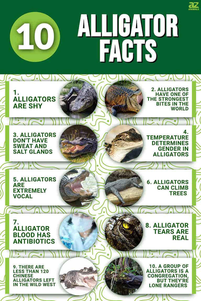 FUN FACTS ALLIGATOR visual data 4
