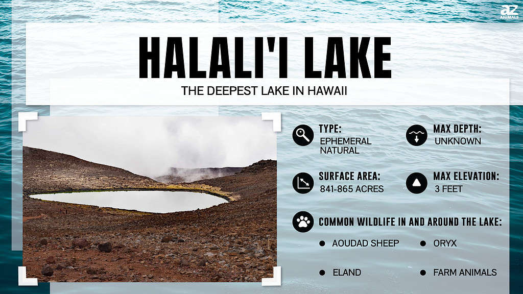 Infographic for Halali'i Lake in Hawaii