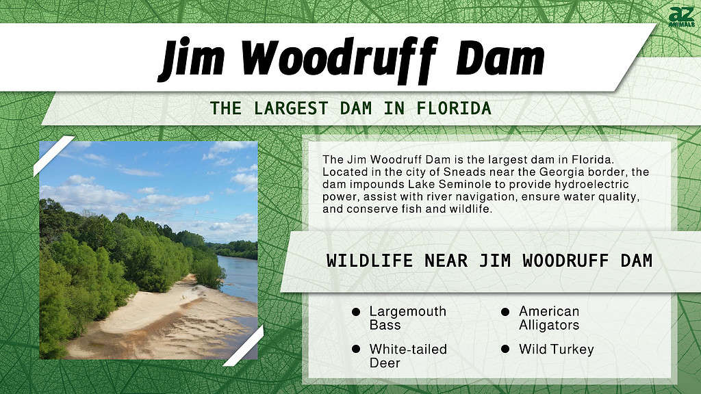The Jim Woodruff Dam is the Largest Dam in Florida