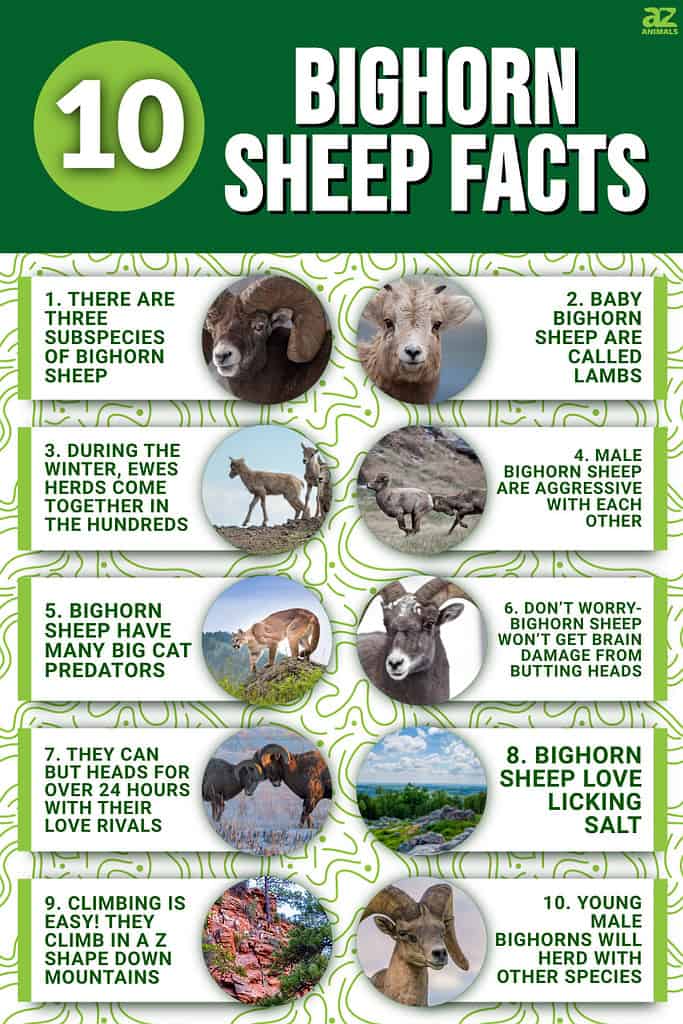 10 Bighorn Sheep Facts