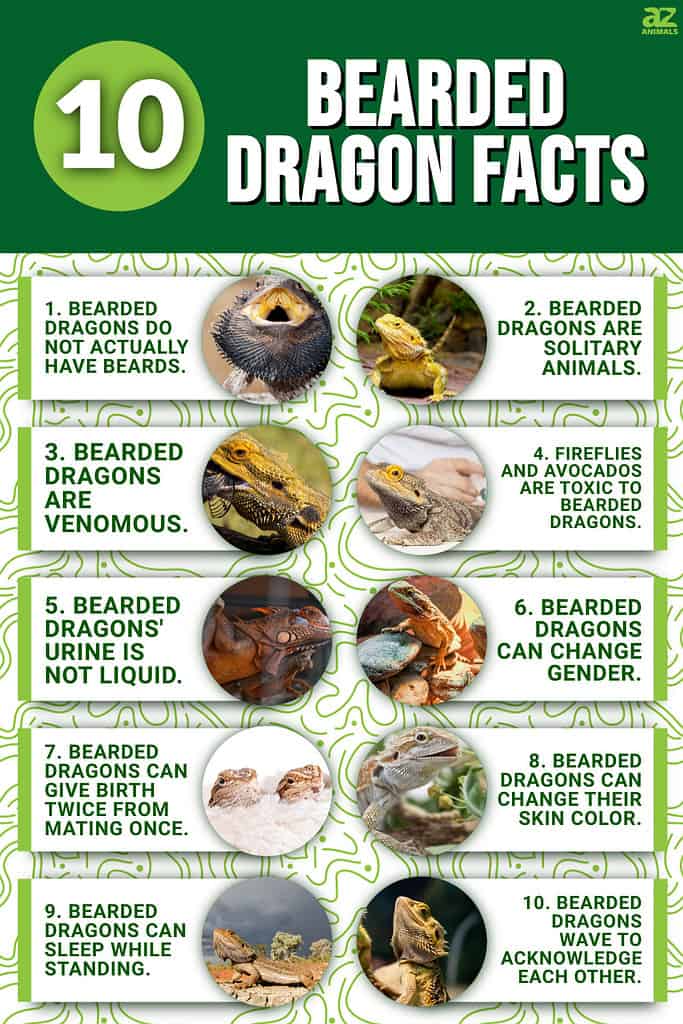 Infographic of 10 Bearded Dragon Facts