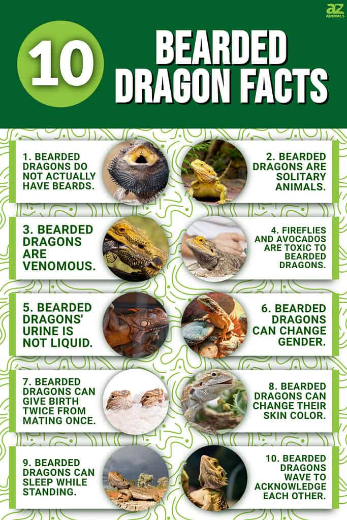 Myths and Facts about Bearded Dragon Care