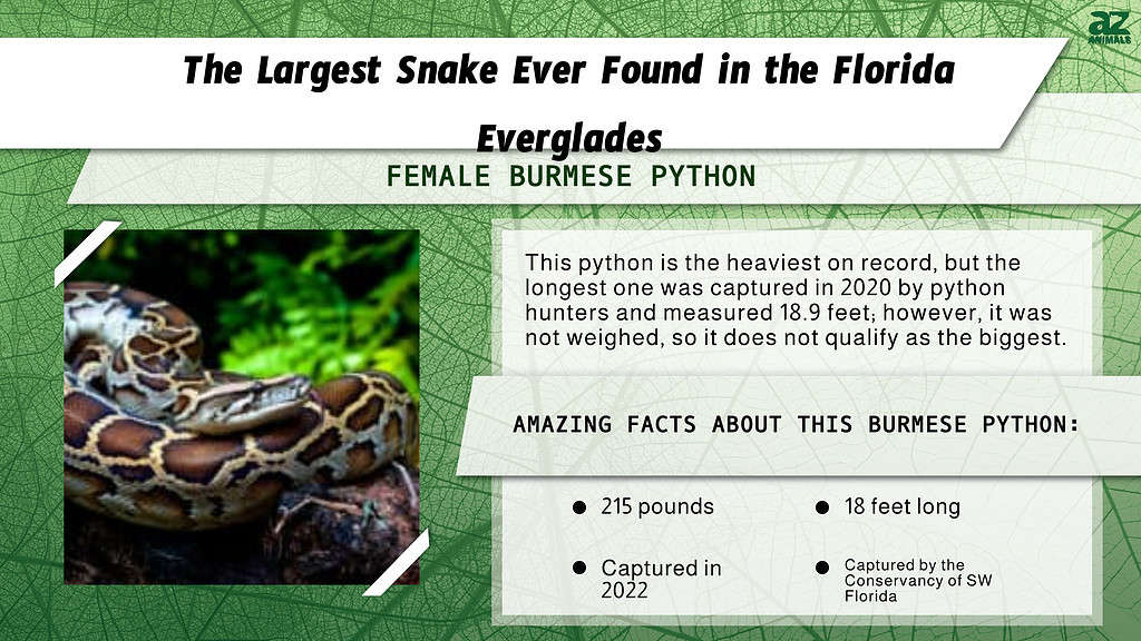 "Largest" infographic for the largest snake ever found in the Everglades.