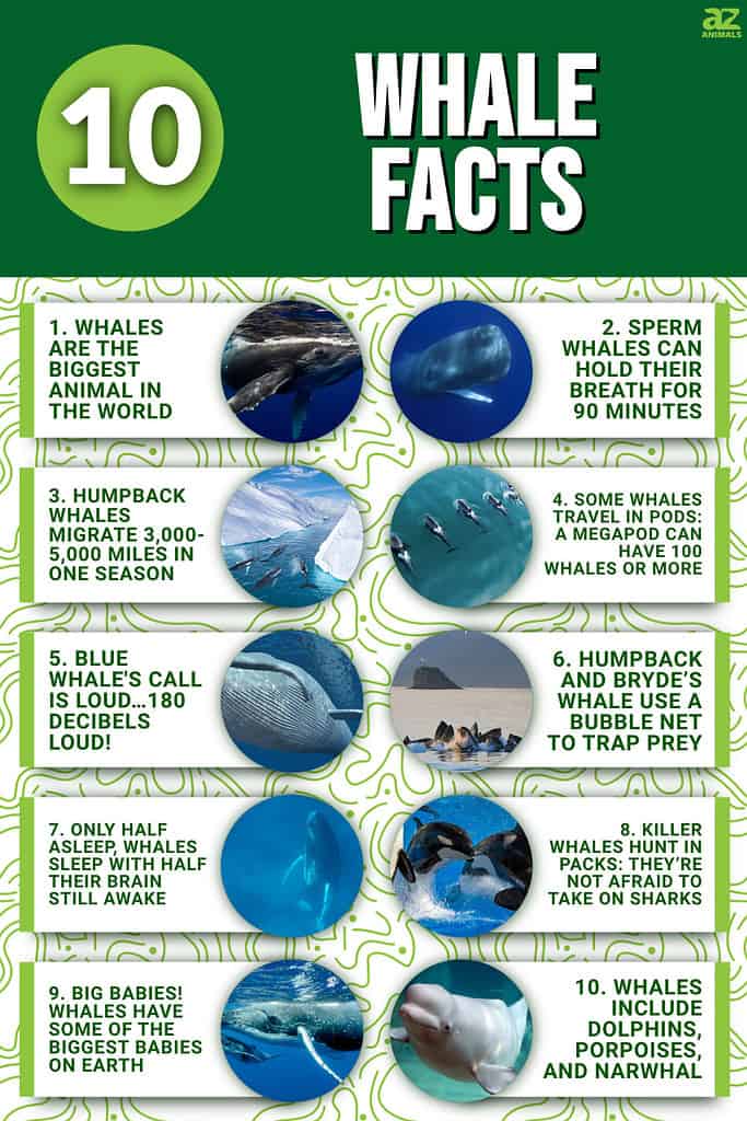 10 Whale Facts