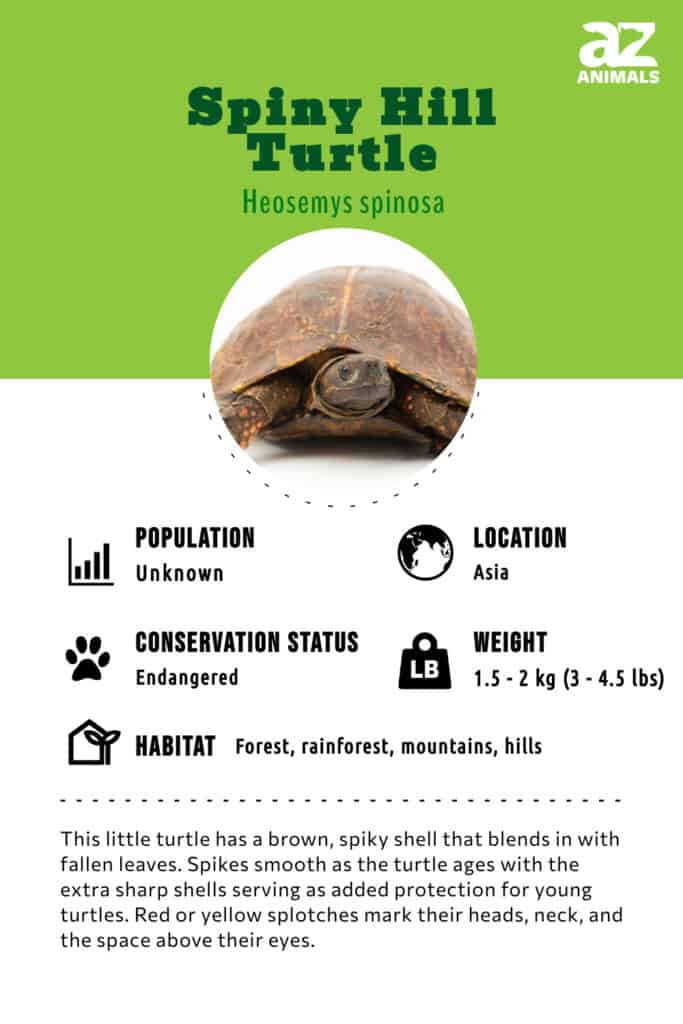 Spiny Hill Turtle