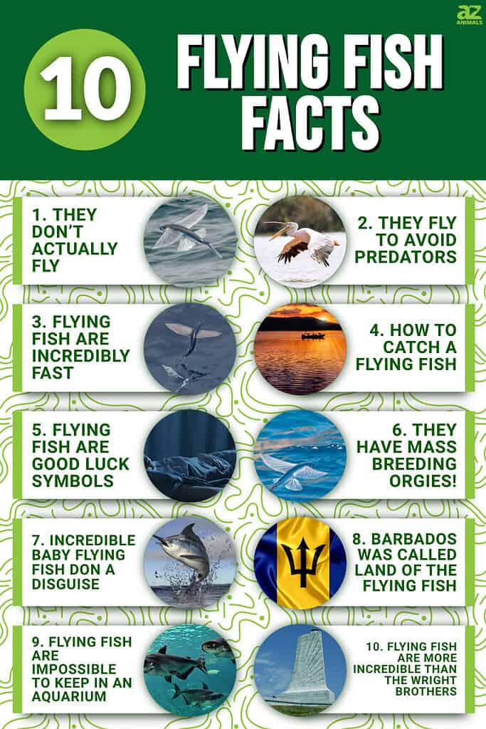 10 Essential Facts About Fish