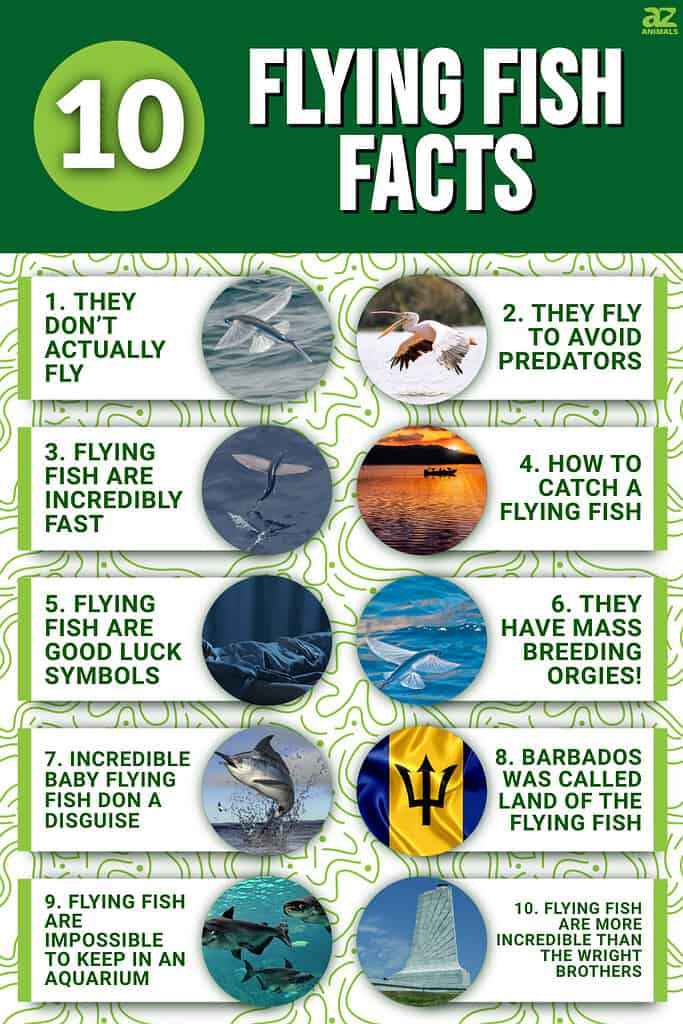 11 Fun facts about fish - BC SPCA