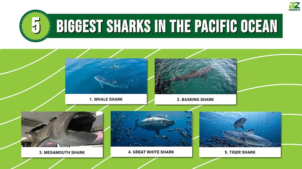 5 Biggest Sharks in the Pacific Ocean