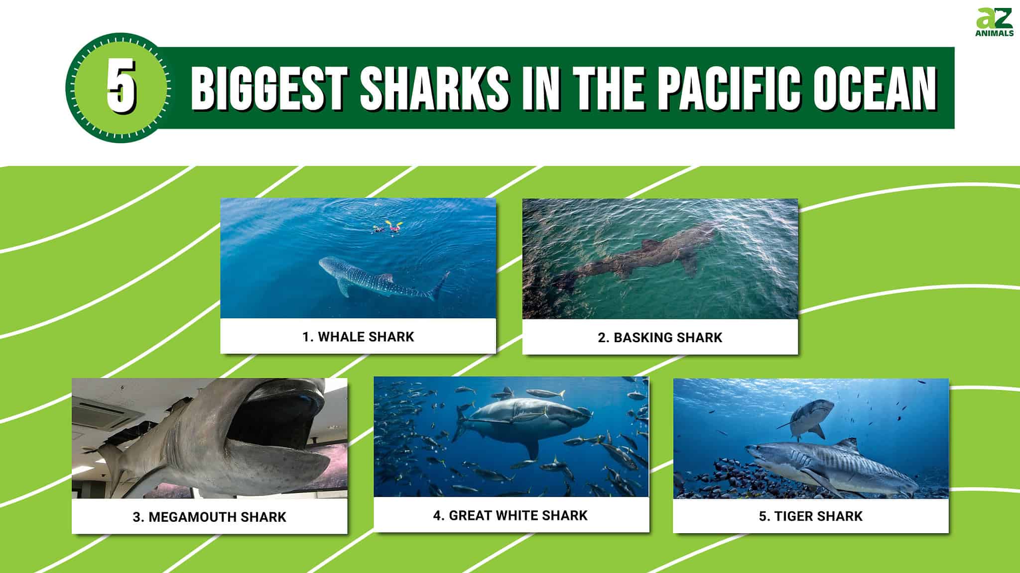 The 5 Biggest Sharks in the Pacific Ocean - A-Z Animals