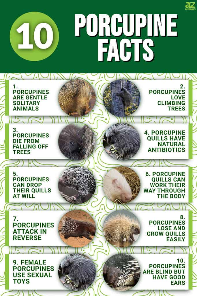 Welcome to the Wonderful World of Porcupine Teeth and Other Amazing Facts