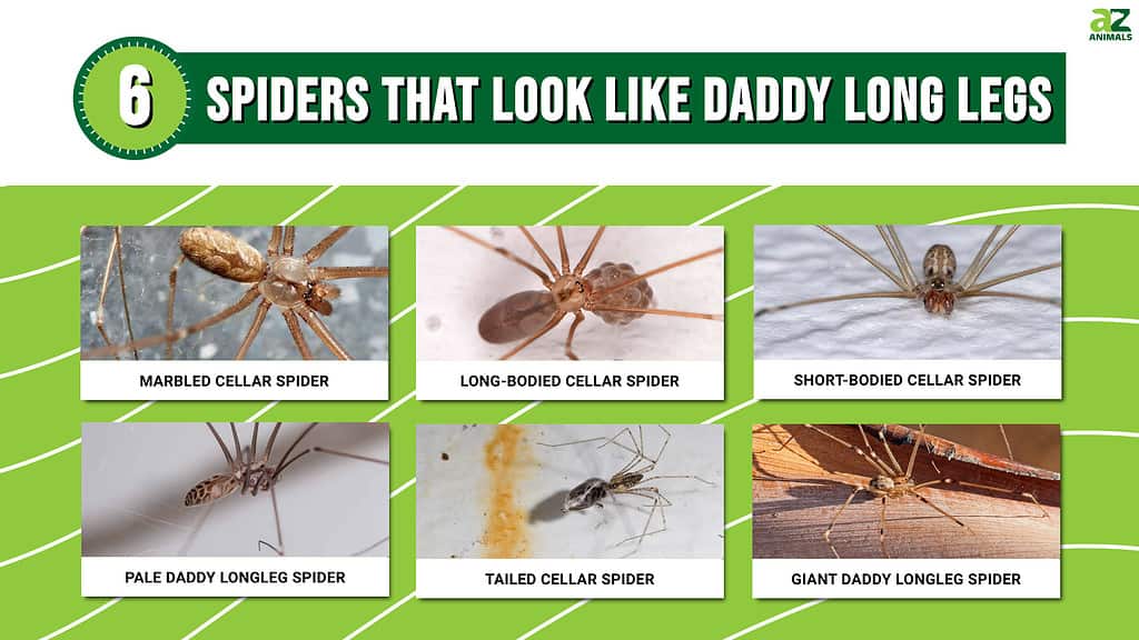 Daddy Longlegs: Arachnids, but Not Spiders
