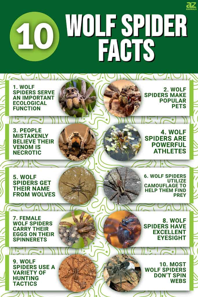 Spiders Facts & Information
