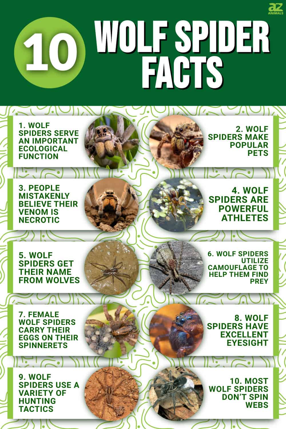 10 Incredible Wolf Spider Facts - A-Z Animals