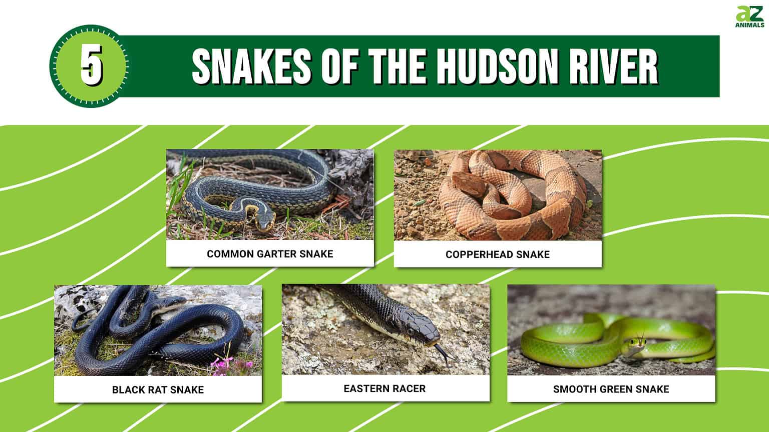 Meet 5 Snakes of the Hudson River - A-Z Animals