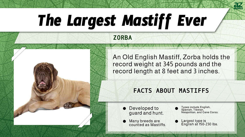"Largest" Infographic for  the Mastiff dog.