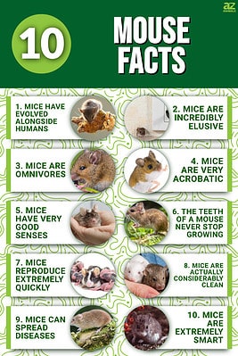 10 Incredible Mouse Facts - A-Z Animals