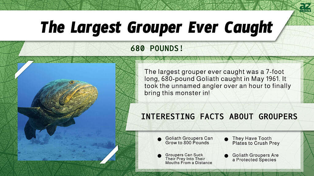 Discover the Largest Grouper Ever Caught - A-Z Animals