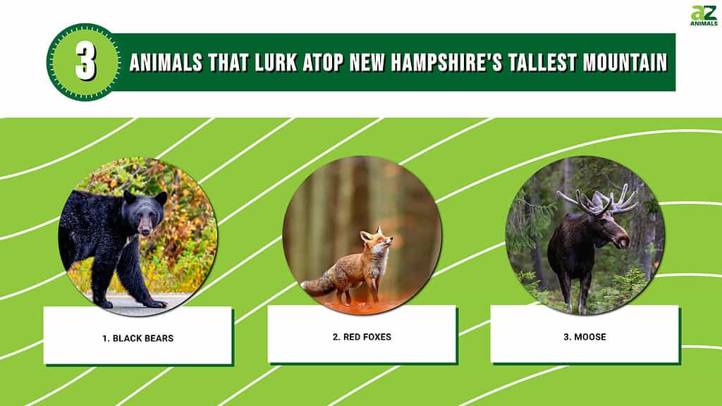 3 Animals That Lurk Atop New Hampshire's Tallest Mountain