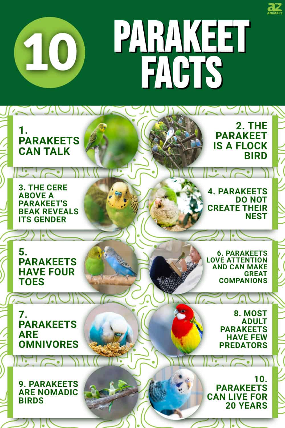 10 Incredible Parakeet Facts - A-Z Animals