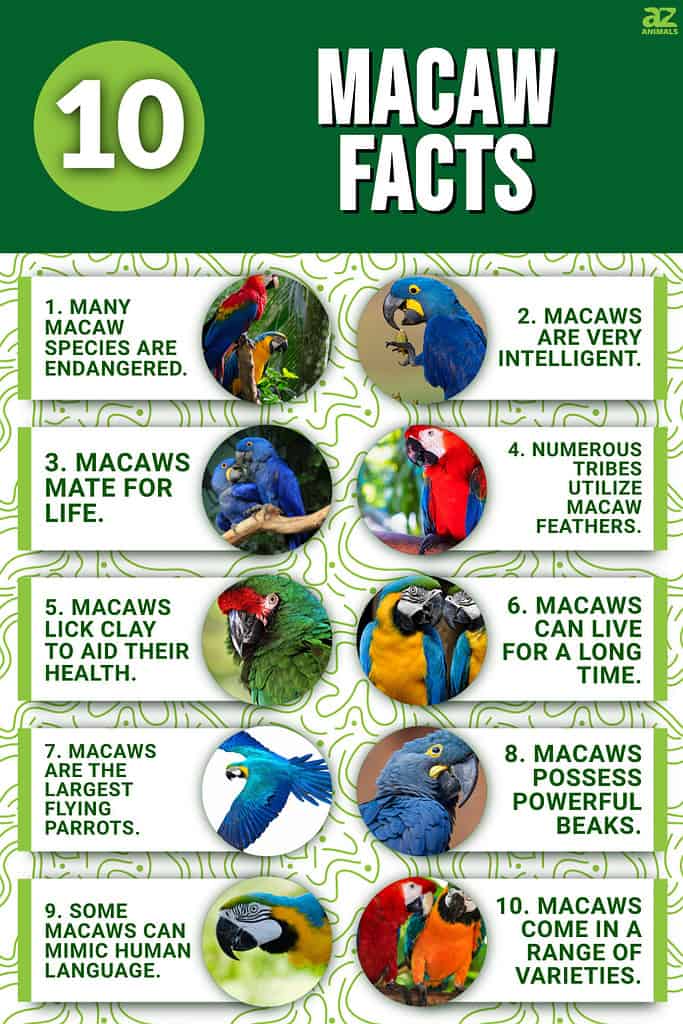 Infographic of 10 Macaw Facts