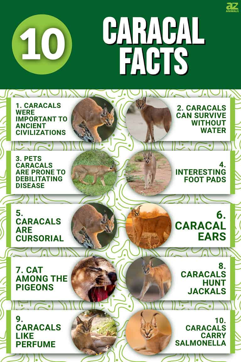 10 Incredible Caracal Facts - A-Z Animals