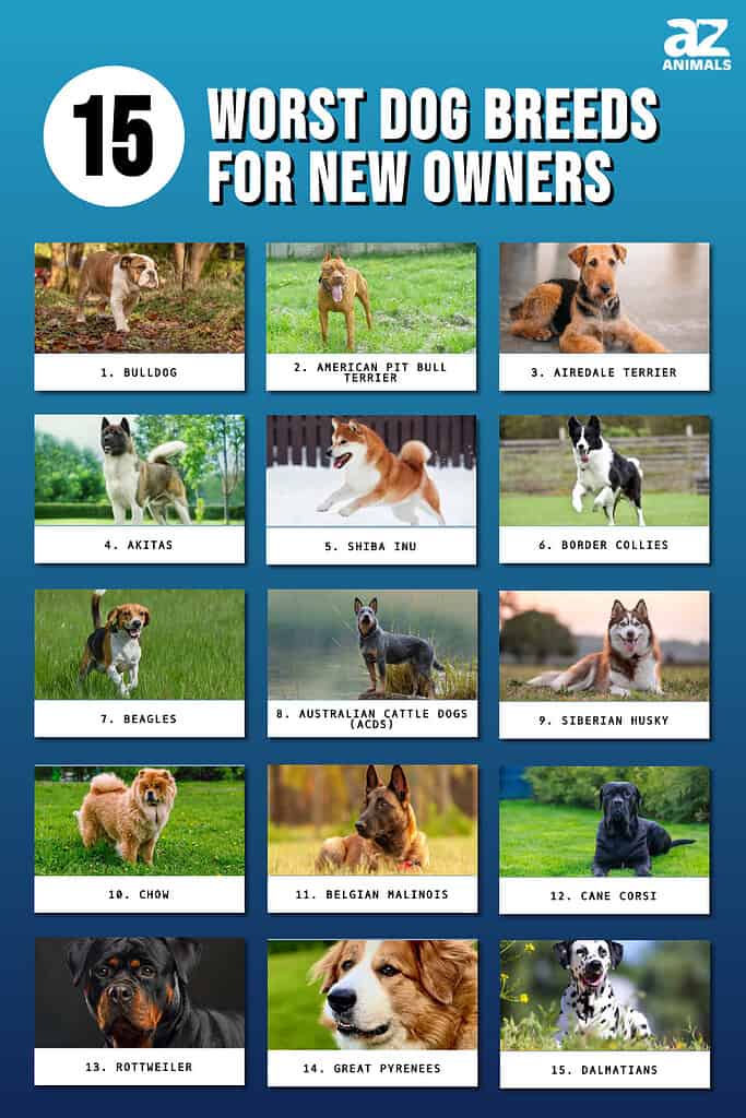 Infographic of 15 Worst Dog Breeds for New Owners