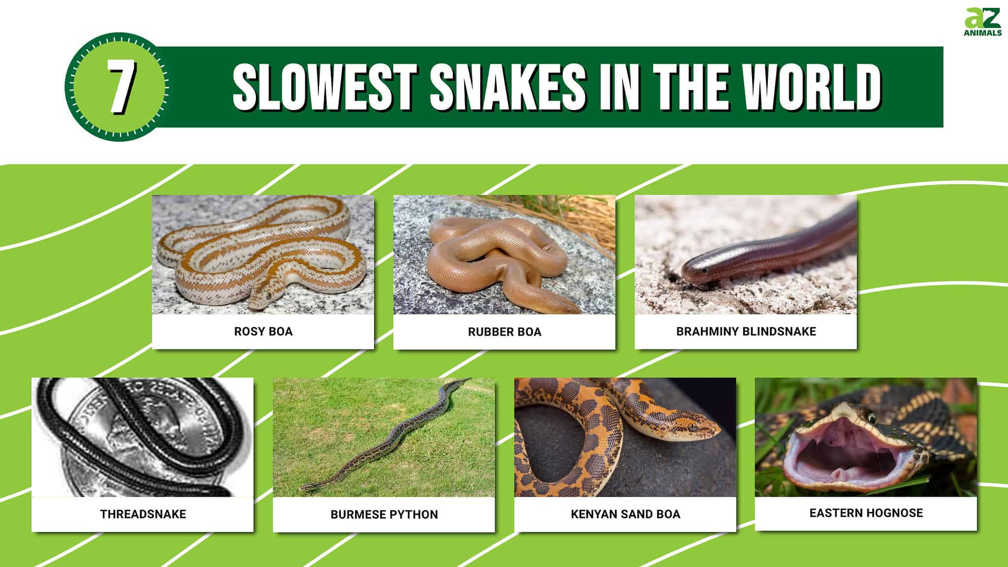 7 Slowest Snakes In The World - A-Z Animals