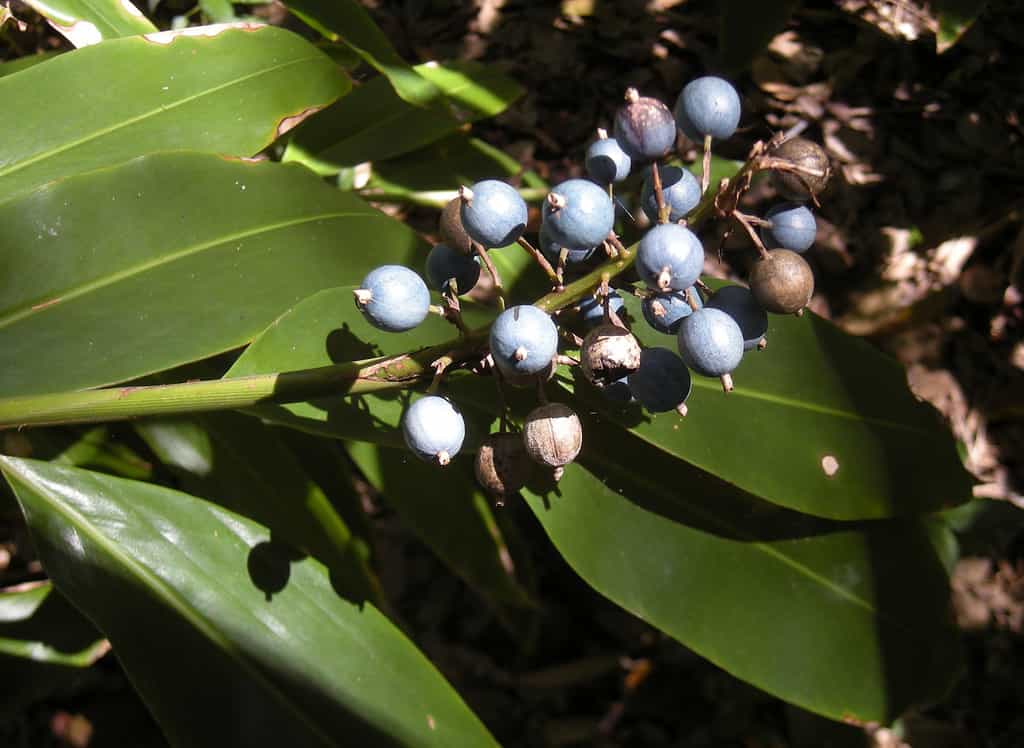Alpinia caerulea fruit, Blue Ginger growing in Florida. 