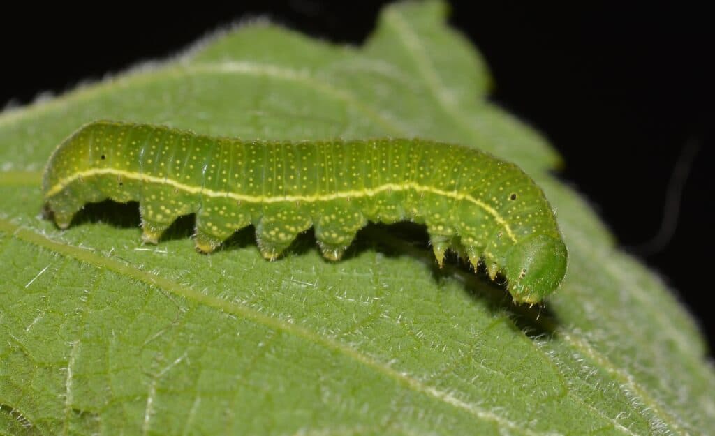 American Snout Caterpillar (Libytheana carinenta)