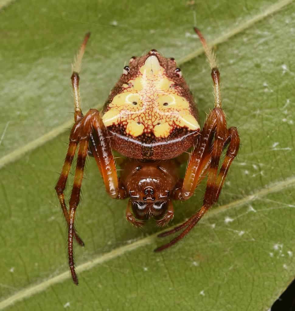 Beautiful Triangle or Arrowhead Orbweaver (Verrucosa arenata)